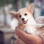 Are Corgi good dogs