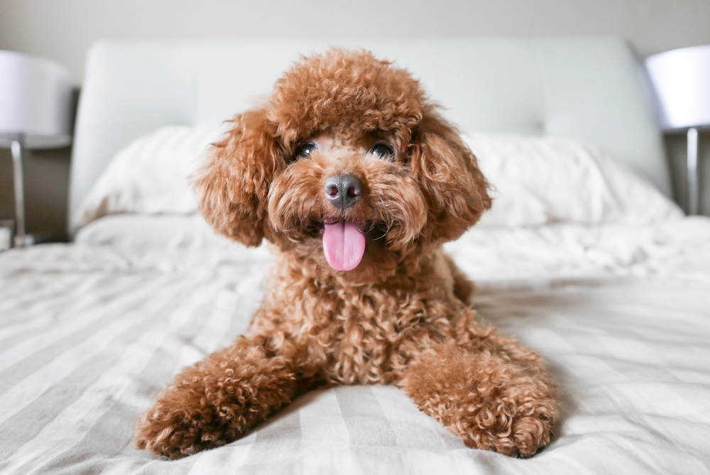 A happy Toy Poodle smiles with a twinkle of mischief in its eyes while ready to play on a white, plush bed.