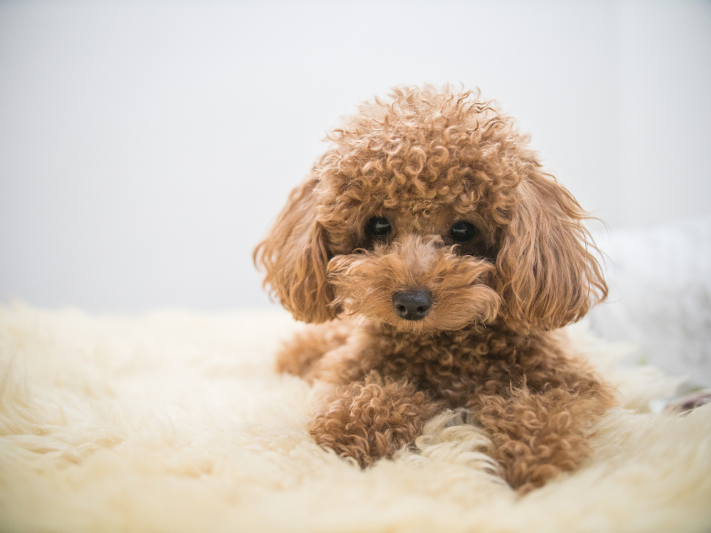 An adorable, coffee colored Toy Poodle teddy bear breed sits comfy on a fluffy blanket.