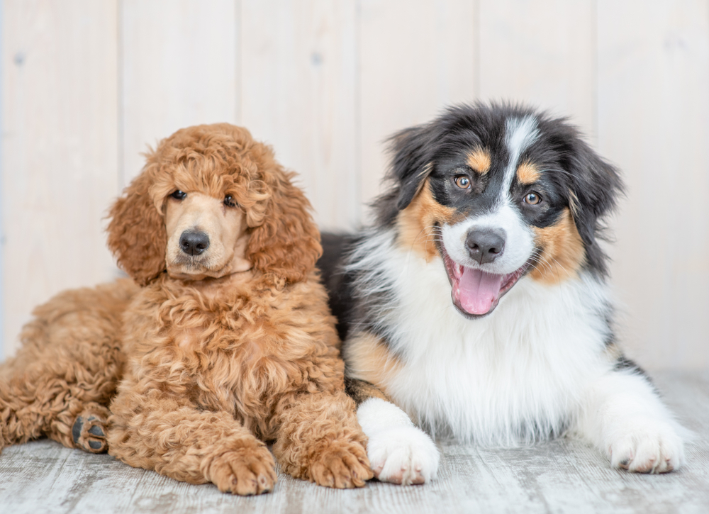 Mini aussiedoodles are a hybrid breed of mini poodle and mini australian shepherd, as this photo shows both breeds sitting on a wooden backdrop as friends. 