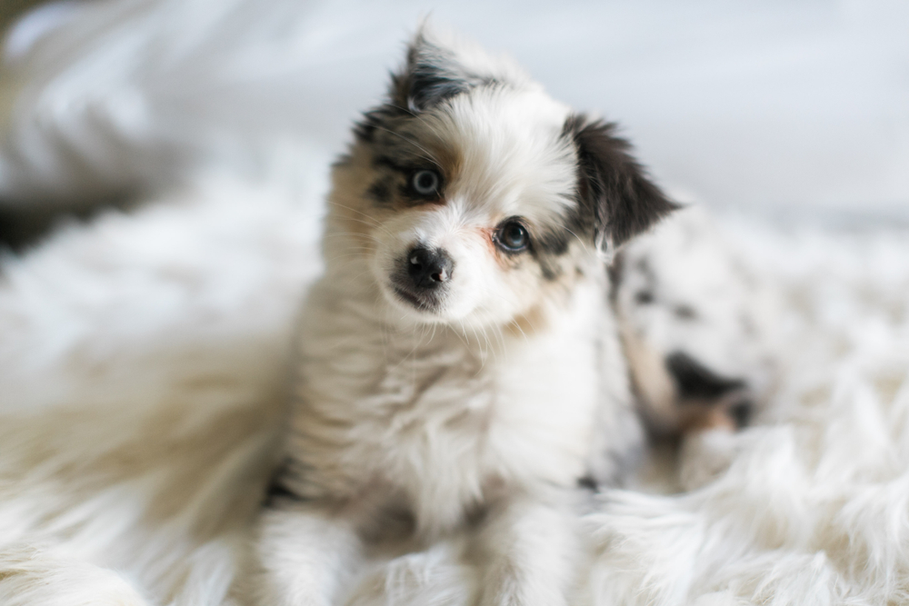 An example of a Miniature Aussidoodle puppy for sale, this Miniature Aussiedoodle puppy sits on a fluffy blanket and looks adorably up with its head cocked cutely to the side. 