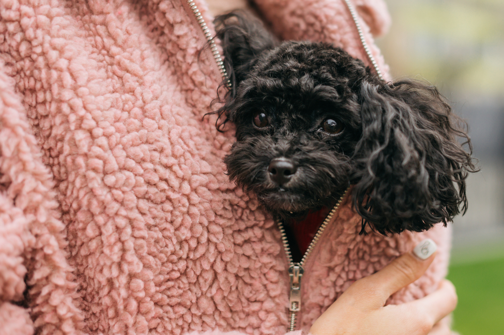 A black Toy Poodle is small enough to sit inside a pink sweatshirt, snuggling closely with its happy owner.