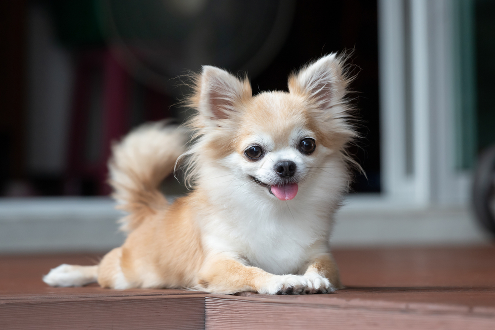 The best loyal dog breeds include the long-haired Chihuahua which is laying on a wooden step and smiling with its tongue out.