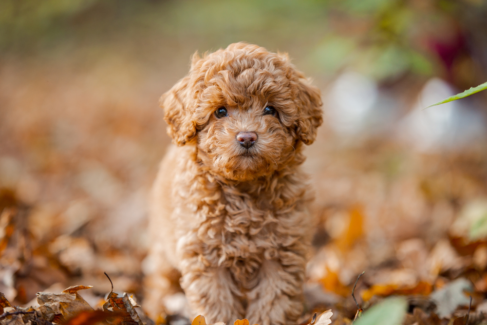 A Mini poodle stands outside in autumn leaves to show one purebred breed that parents the mini aussiedoodles designer dog breed.