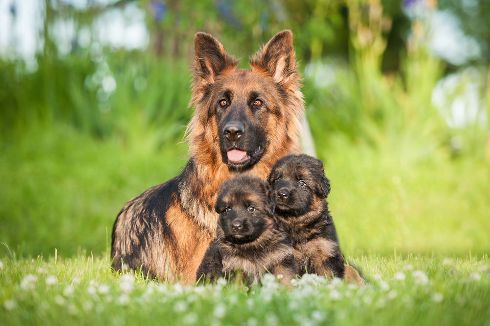 Top 10 Easy to Train dog Breeds - Petland Florida