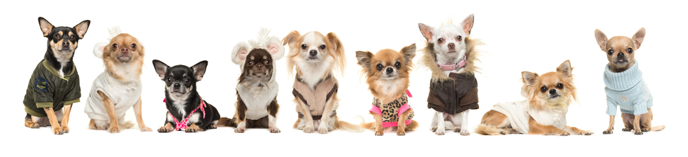 Every kind of Chihuahua is lined in a row wearing cute sweaters and costumes to melt your heart and feature affordable small size dogs near you.