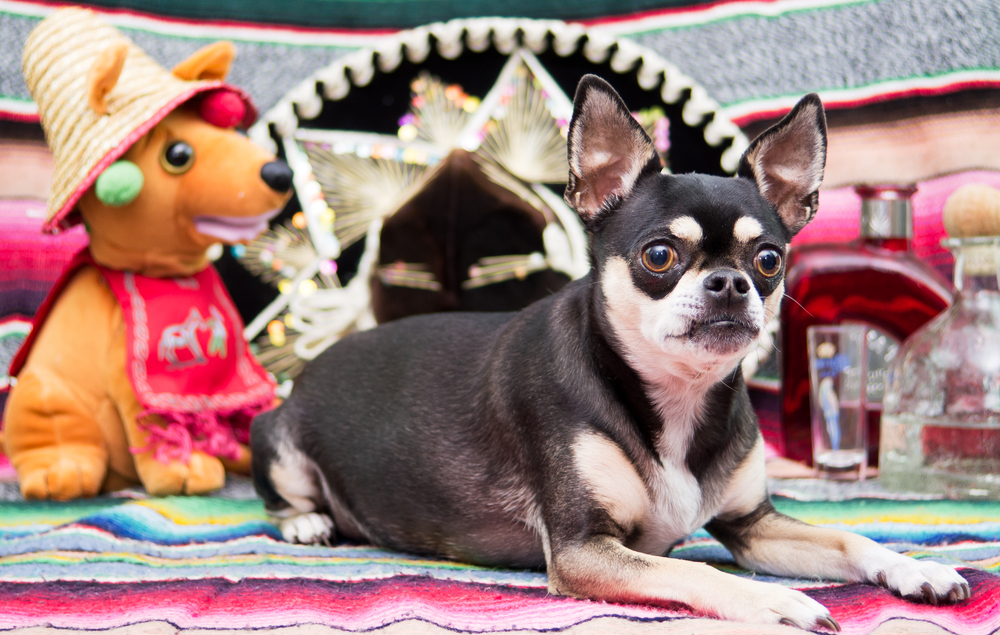 Purebred Chihuahua dog breed comes from Chihuahua Mexico, as this short haired Chihuahua sitting on a traditional Mexican poncho next to a top shelf bottle of Tequila. 
