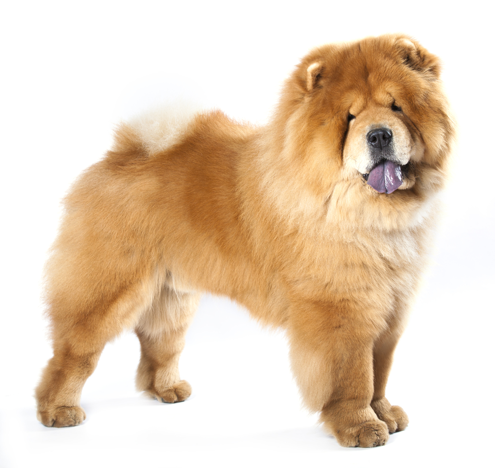An adult purebred Chow Chow stands with its classic blue tongue sticking out.