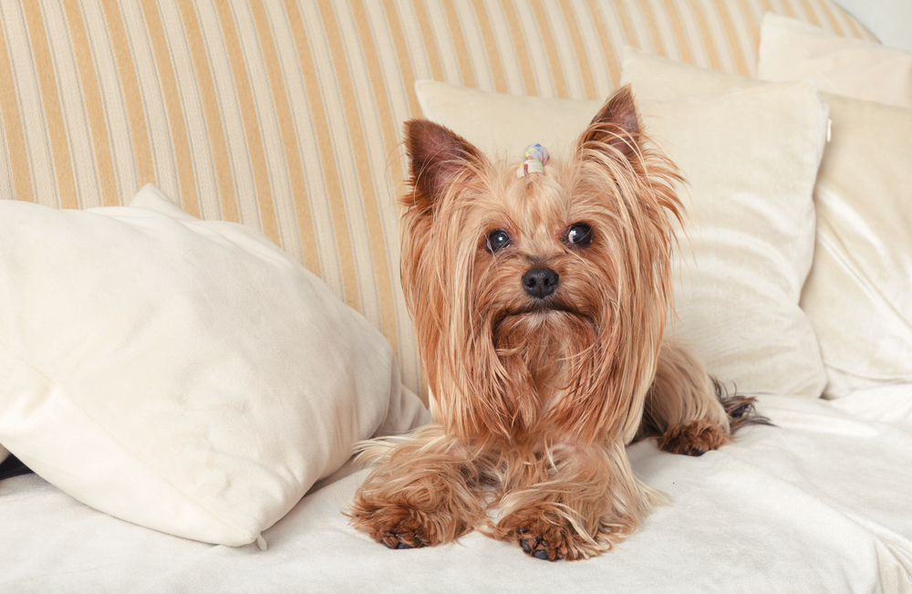 A happy Yorkshire Terrier is one of the best breeds for city living, as lounged on the couch in this photo.