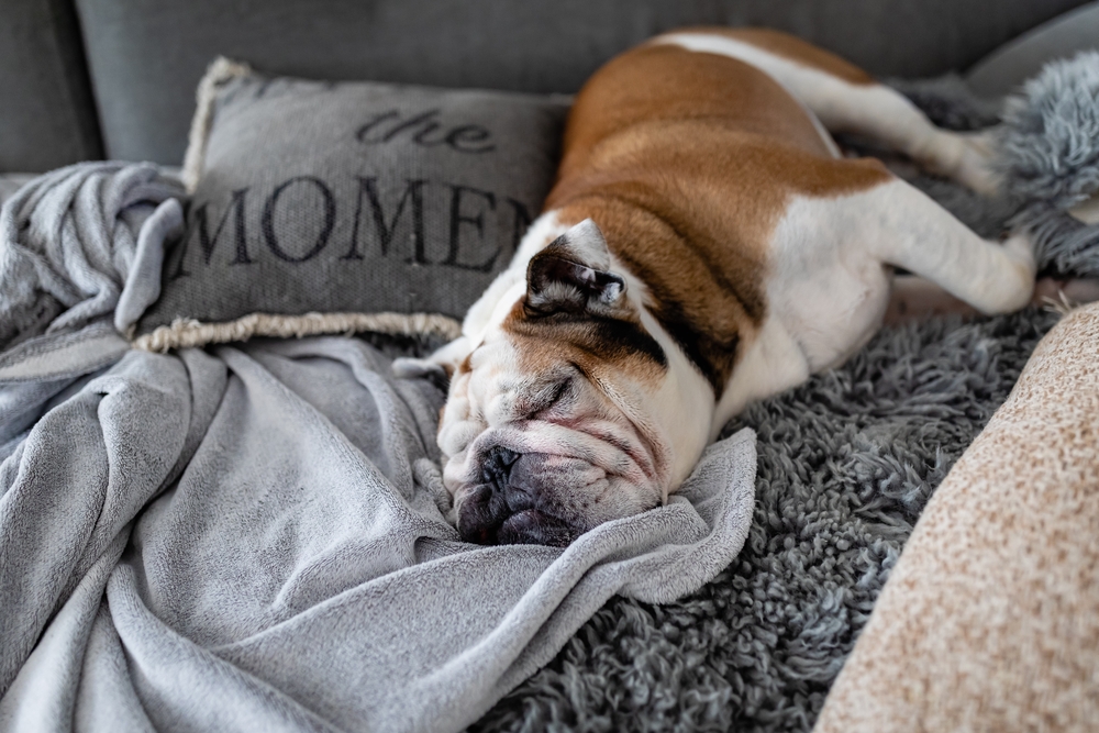 An adorable Bulldog takes a hearty nap on his owners bed to show that Bulldogs can live in cities.