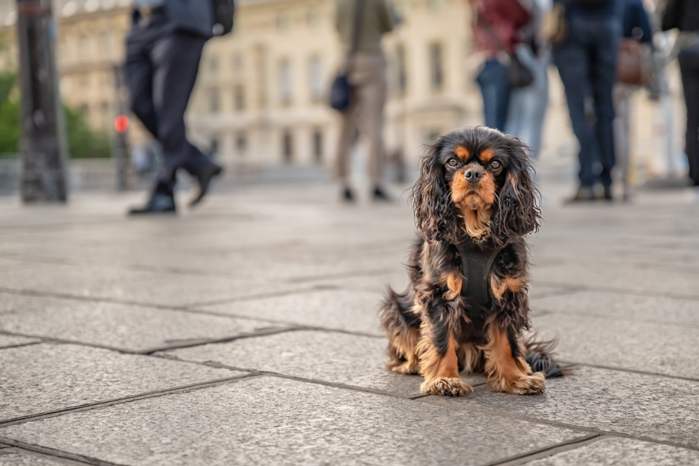 A mellow Cavalier King Charles Spaniel sits introspectively in a city to show that this purebred dog breed enjoys city life.