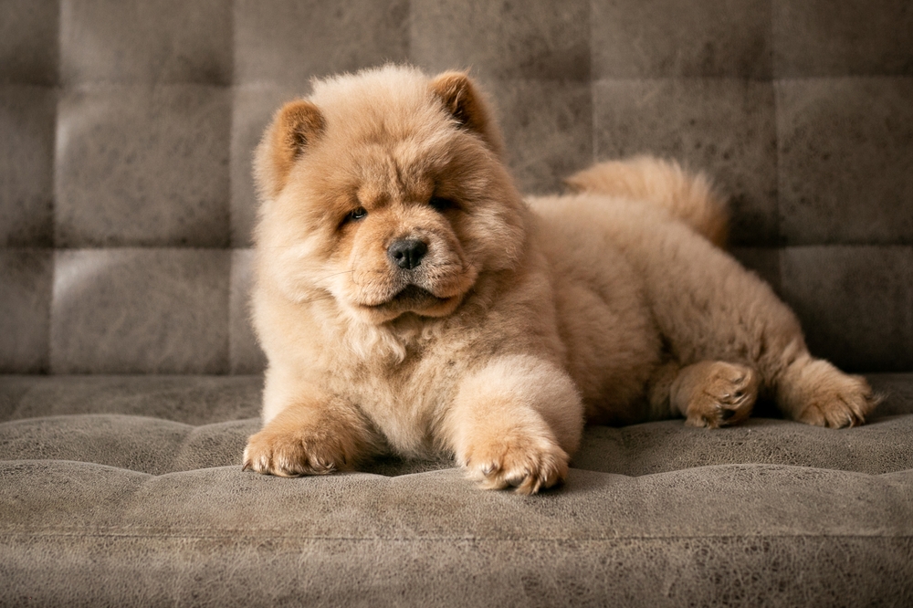 A Chow Chow puppy sits on a cozy couch and looks just like a teddy bear, because the best dog breeds for cuddling include Chow Chows!