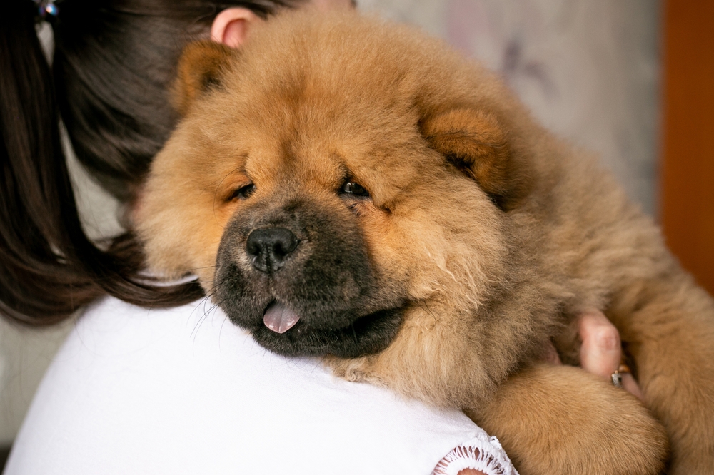 A cute, cuddly Chow Chow hugs a woman to show that Chow Chows are affectionate teddy bears with their favorite people.