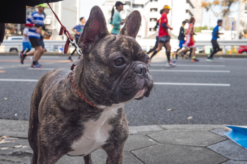 A cute French Bulldog on a leash goes for a walk on a busy city sidewalk, and life is good!