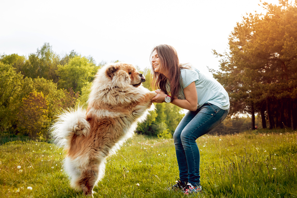 A fluffy Chow Chow holds hands with a woman, showing love and affection in a sunny field, as the best dog breeds for women come in lion-like packages!