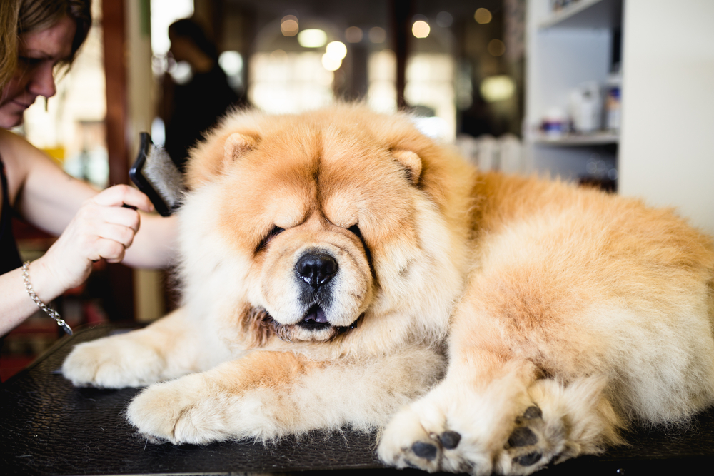 With an air of quiet dignity, a Chow Chow allows a woman to groom him before he heads back to the Han dynasty to guard Chinese royalty.