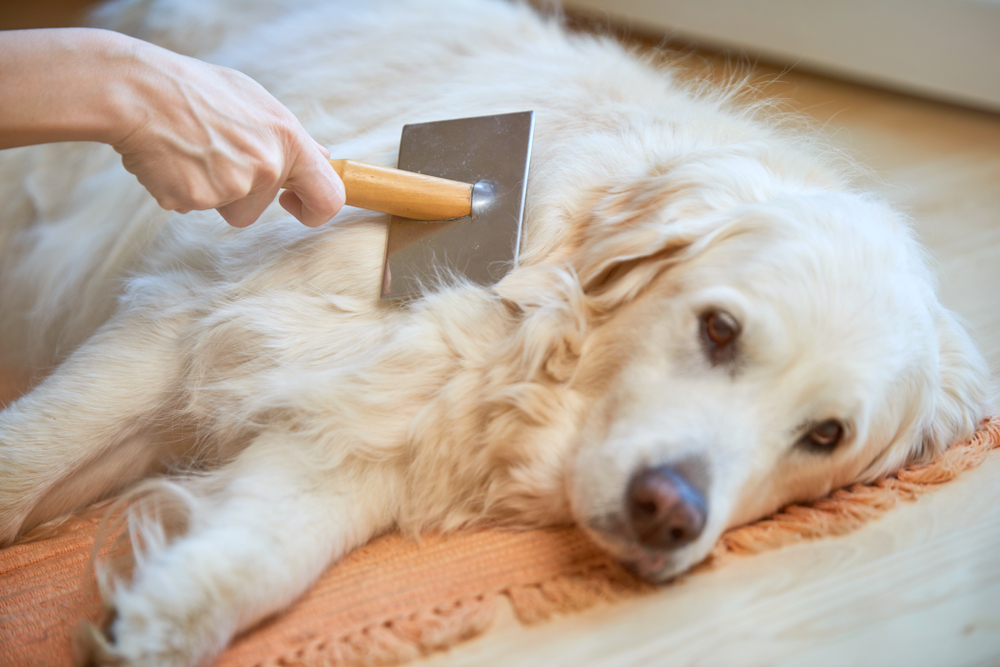 A relaxed, obedient Golden Retriever gets brushed and loved by its owner. 