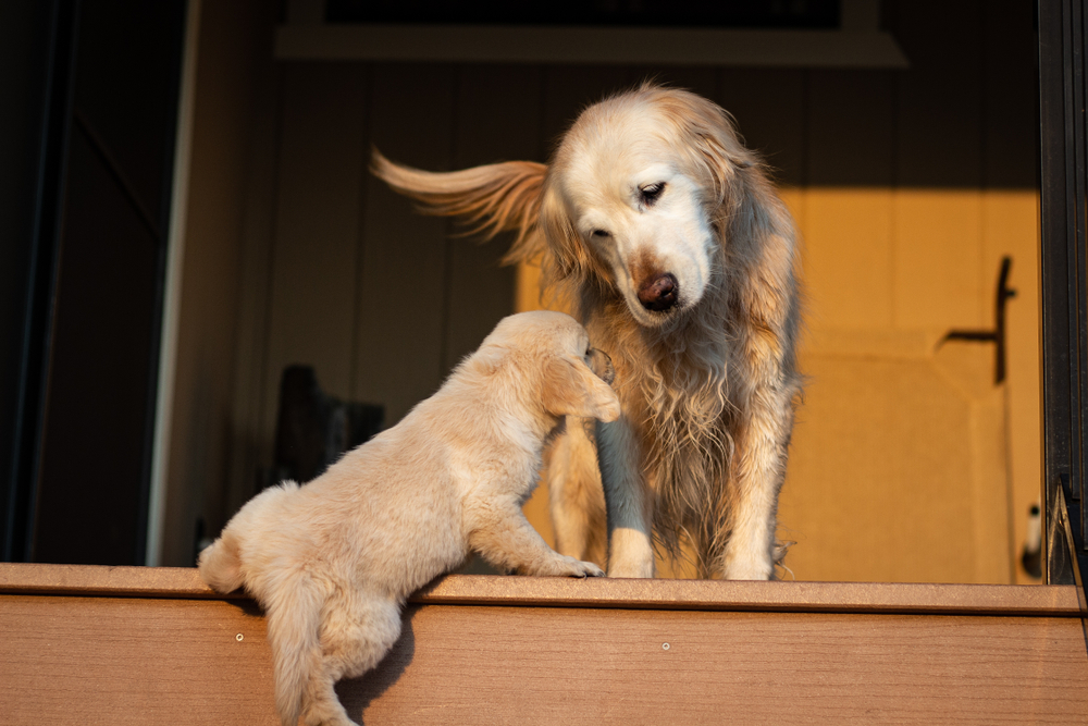 An adorable yellow Labrador Retriever puppy struggles to climb stairs to get to an adult Golden Retriever, which shows that puppies and dogs can live together in harmony.