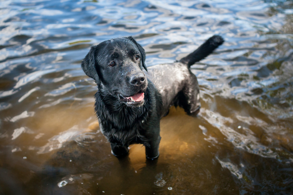 An adult black Labrador Retriever stands in a lake after a good swim. 