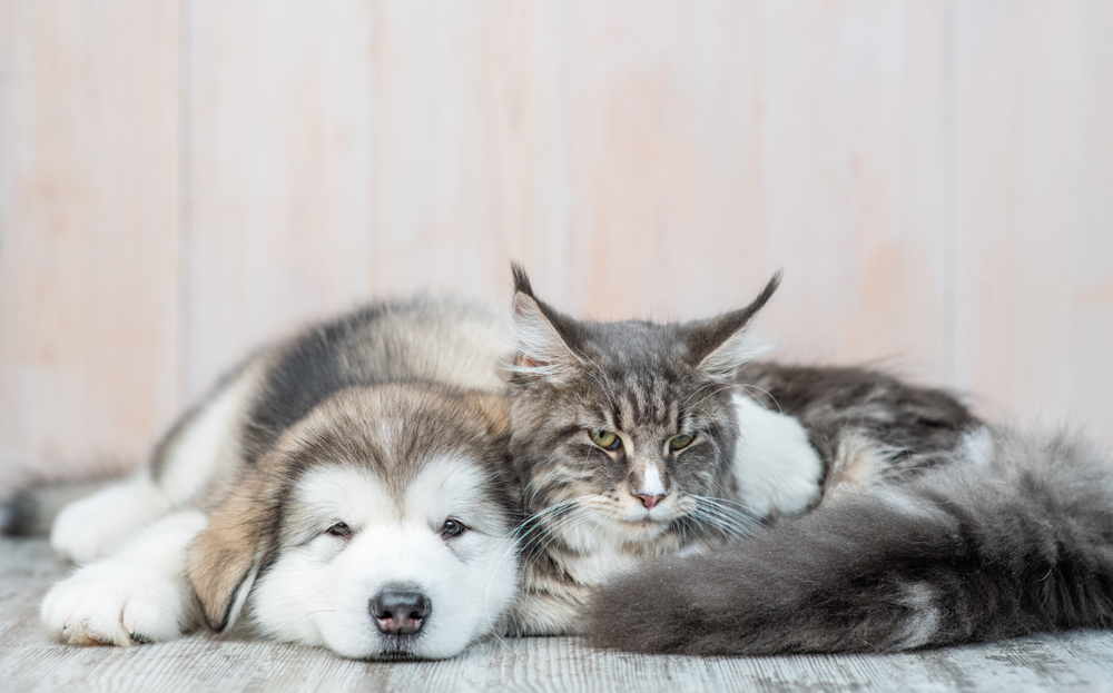 An Alaskan Malamute puppy wraps his paw around an adult cat because cats and dogs love each other.