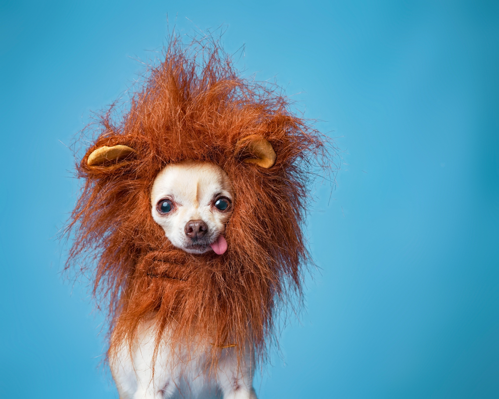 A cute short haired Chihuahua wears a lion's mane this Halloween to show safe Halloween costumes for puppies.