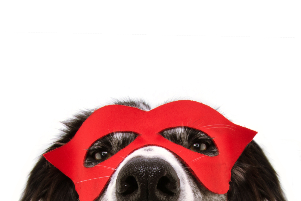 A cute Border Collie wears a red superhero mask for Halloween.