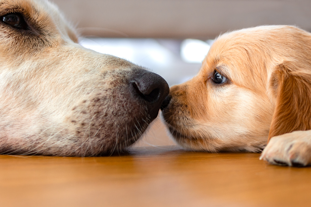 A mother yellow Labrador Retriever lays nose to nose with her puppy.