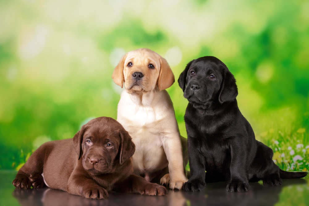 Three Labrador Retriever puppies sit in the grass. A chocolate Lab, a yellow Lab, and a black Lab.