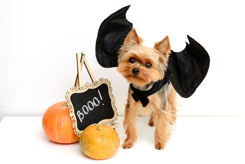 A small-sized purebred Yorkshire Terrier wearing bat wings is ready for Halloween this October.