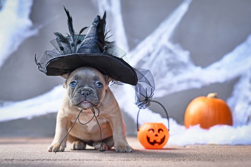 A French Bulldog puppy wears a witch's hat for Halloween as an example of a safe Halloween costume for puppies.