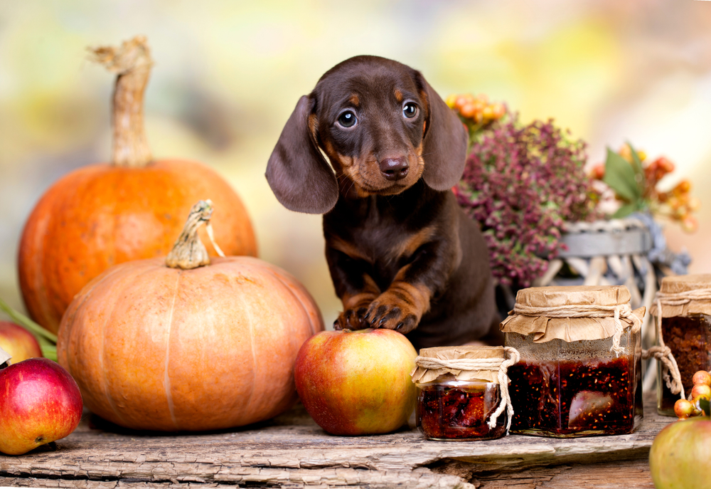 A cute short-haired Dachshund is ready for autumn festivities including Halloween, as he sits near pumpkins!