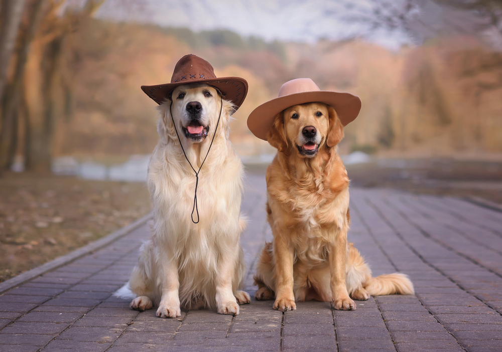 Two adult Golden Retrievers sit on a cobblestone walkway in autumn to show  the variety of their golden fur coats, from a cream white color to a deep red-brown.