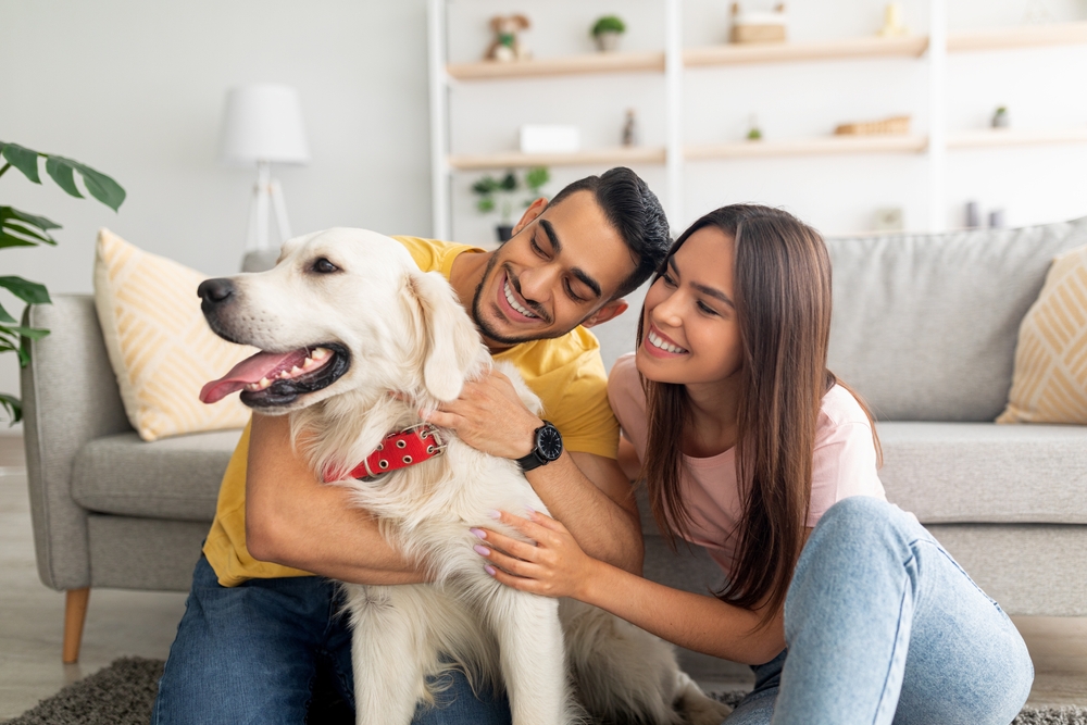 A happy middle eastern couple hug and pet a blonde Golden Retriever in their living room. 