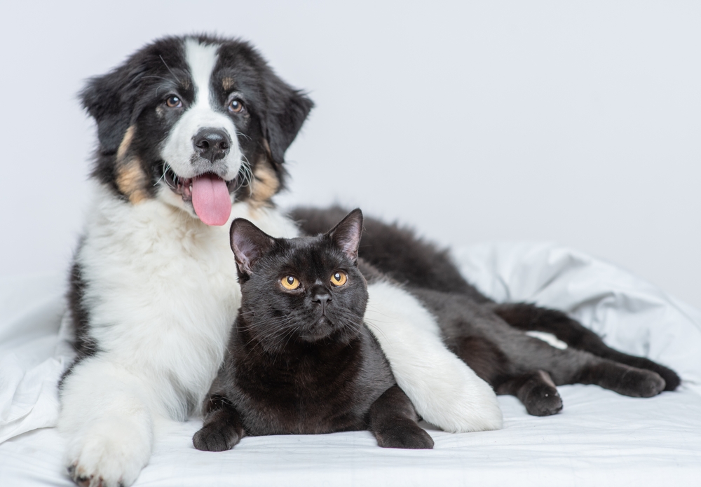 A fluffy Bernese Mountain Dog puppy cozies up with an adult black cat.