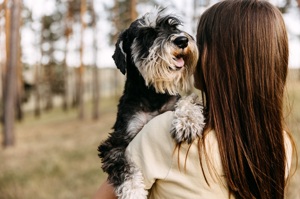 A woman who suffers from dog allergies holds a happy Miniature Schnauzer because Schnauzer dogs do not trigger allergies in people who are allergic to dogs. 