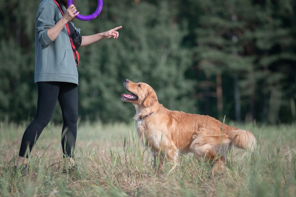 A woman trains a Golden Retriever outside to show that positive reinforcement dog training is ideal for Golden Retriever dogs. 
