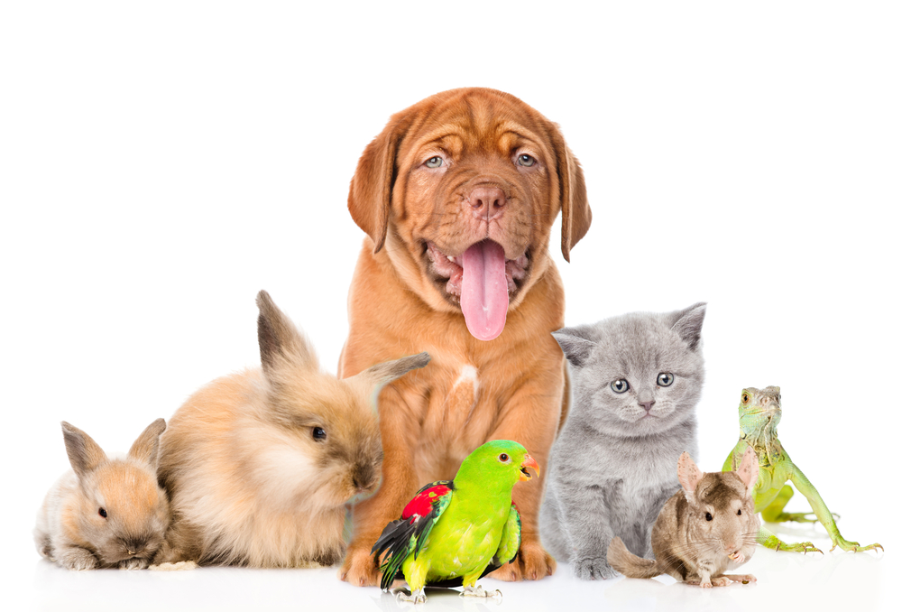 Puppies can be trained to get along with other dogs, cats, and exotic animals like rabbits, as pictured here, Mini Hippo puppy hangs out with kittens, rabbits, a chinchilla, a parrot, and a lizard!