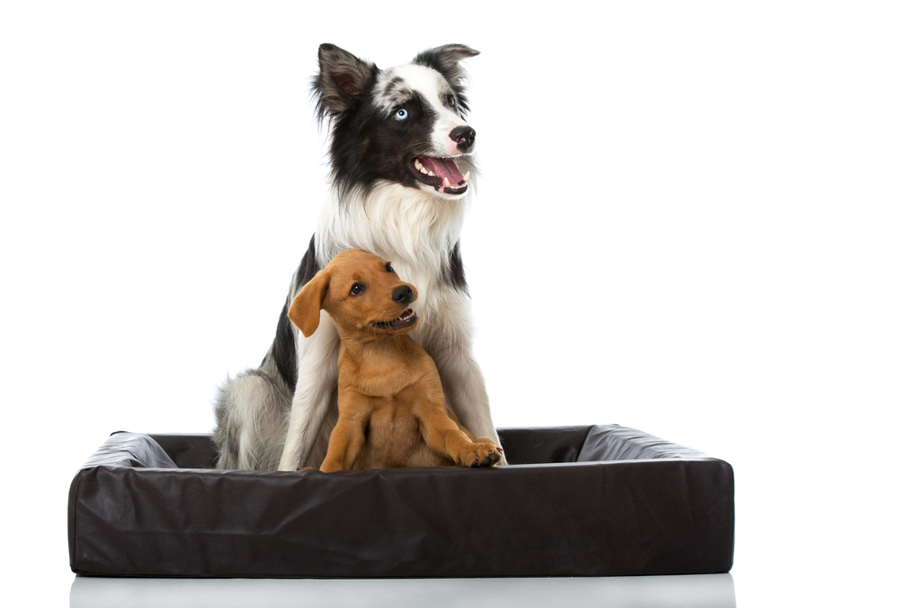 A blue-eyed American Shepherd dog sits in a dog bed with a cute Labrador Retriever puppy.