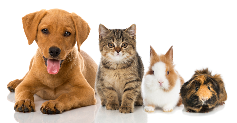 A puppy, kitten, rabbit, and guinea pig are seated in a row.