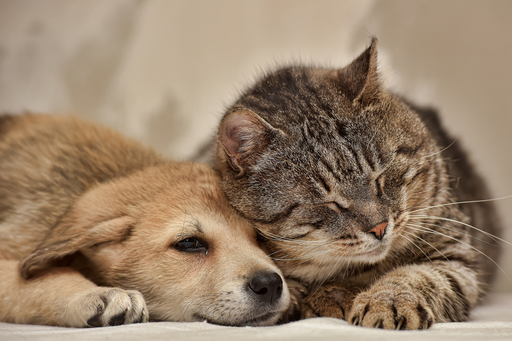 A puppy snuggles with an adult cat to show that dogs and cats can live lovingly together.