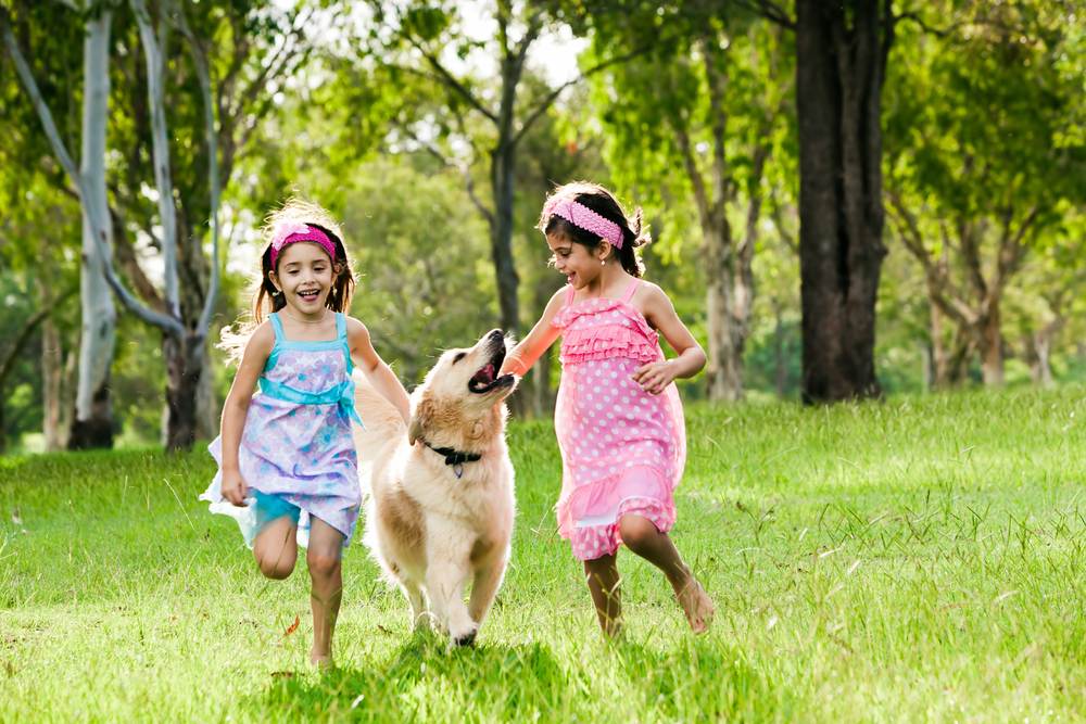 Two five year old Indian girls run in the grass with a Golden Retriever on a sunny day in the Punjab. 