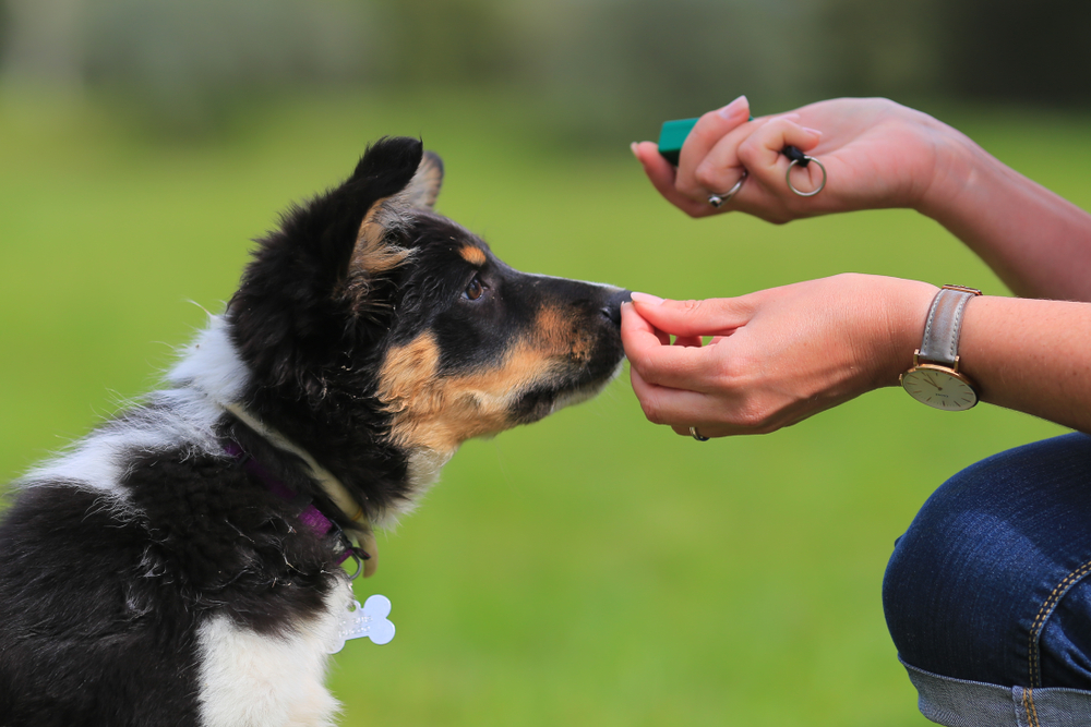 Rewarding your puppy with treats is a form of positive reinforcement that can be used in puppy training to raise the perfect puppy.