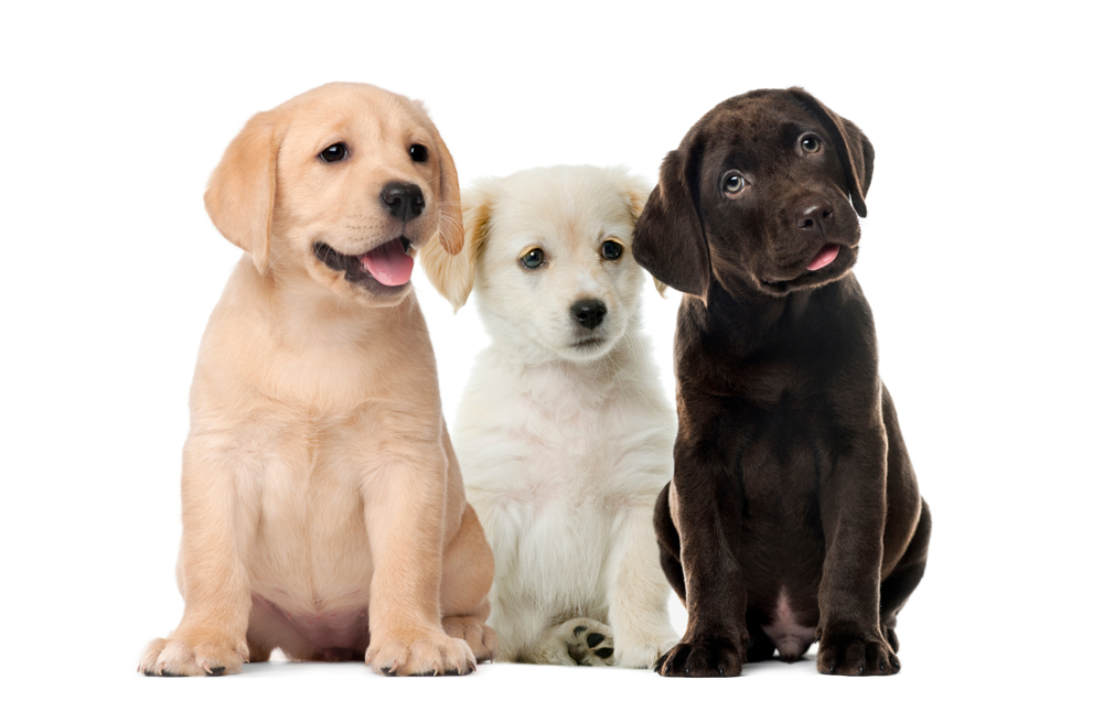 Three Labrador Retriever puppies sit in a row, showing the three colors of this dog breed, which are yellow, chocolate, and black.