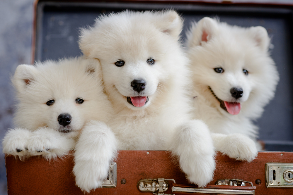 Three adorable Samoyed puppies look like white bears as they cluster inside a trunk.