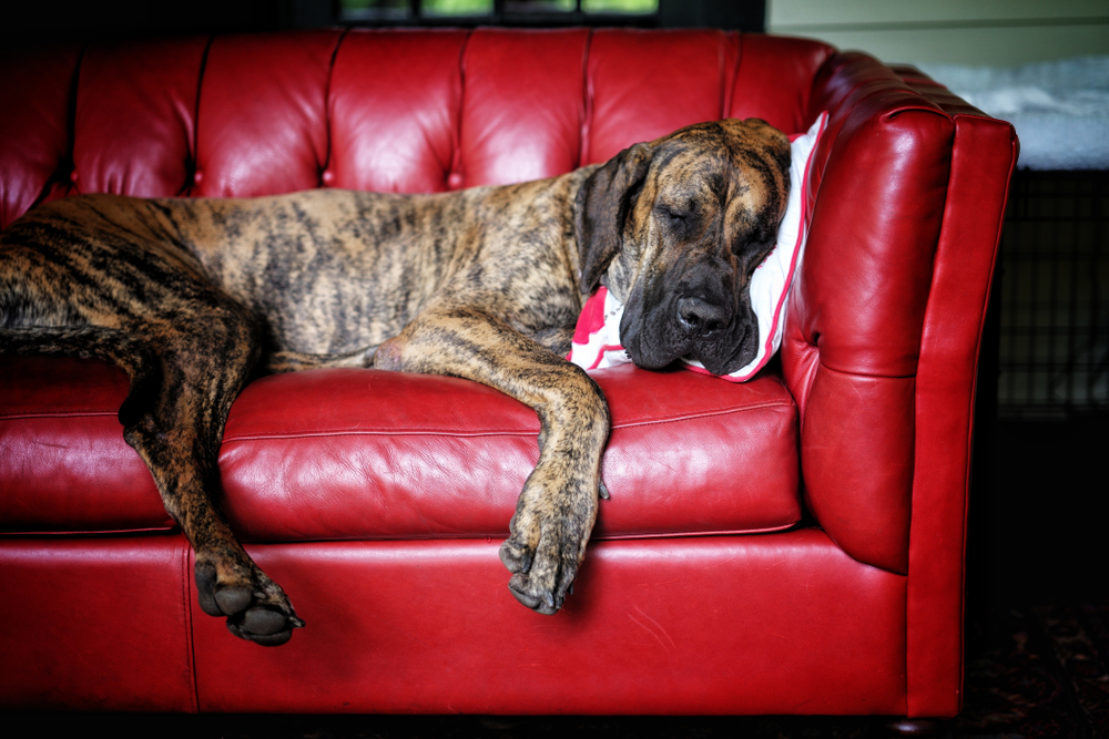 A huge, fawn and brindle colored Great Dane naps on a red leather couch. 