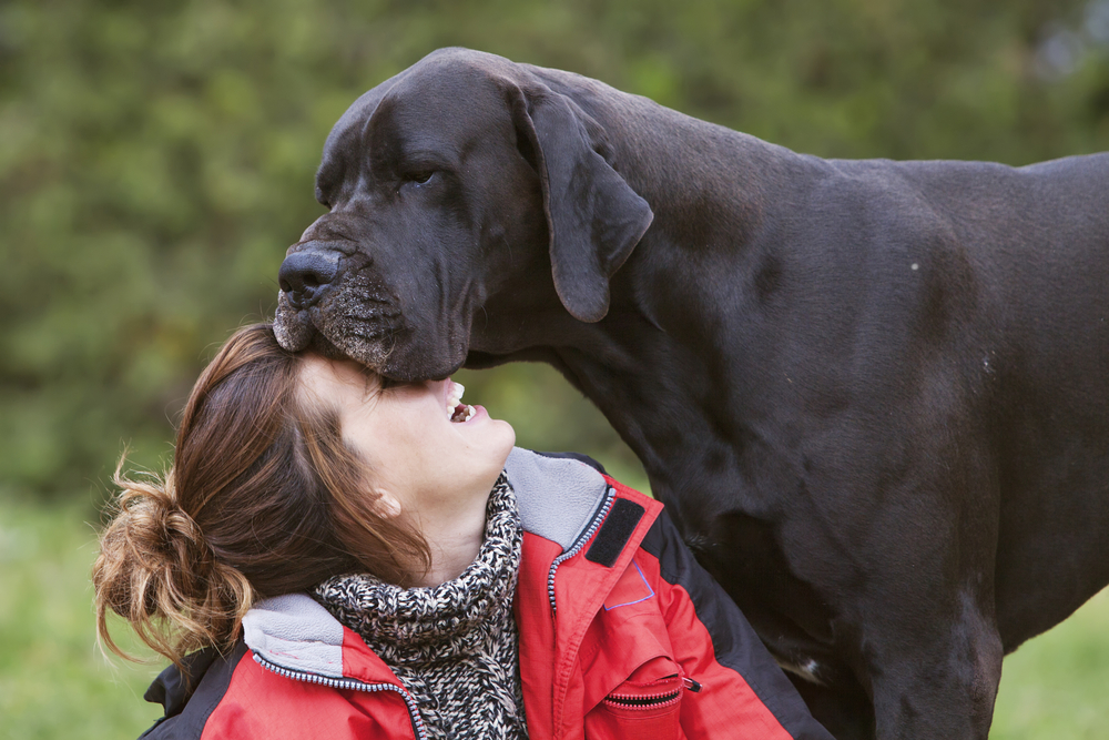 A black Great Dane towers over its female owner to show that Great Danes are gentle giants.