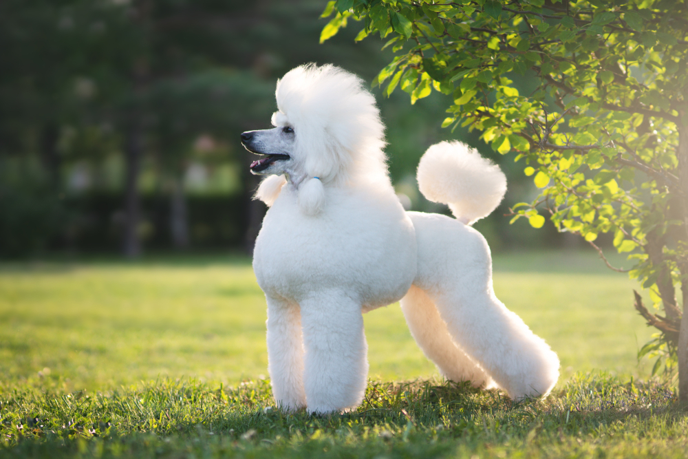 A proud, white Poodle with a classic "Poodle haircut" stands proudly outside in the sunshine, as the most popular hypoallergenic dog breed in the United States. 