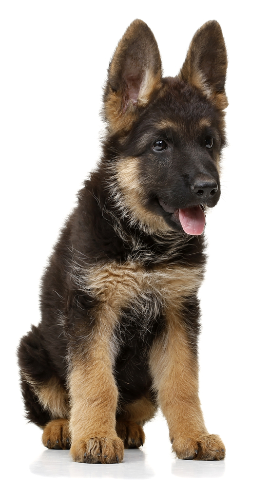 A fluffy German Shepherd puppy sits obediently with its huge ears pointing forward, ready to learn the next command. 