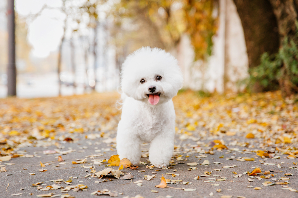 A happy, white Bichon Frise frolics in the autumn leaves.