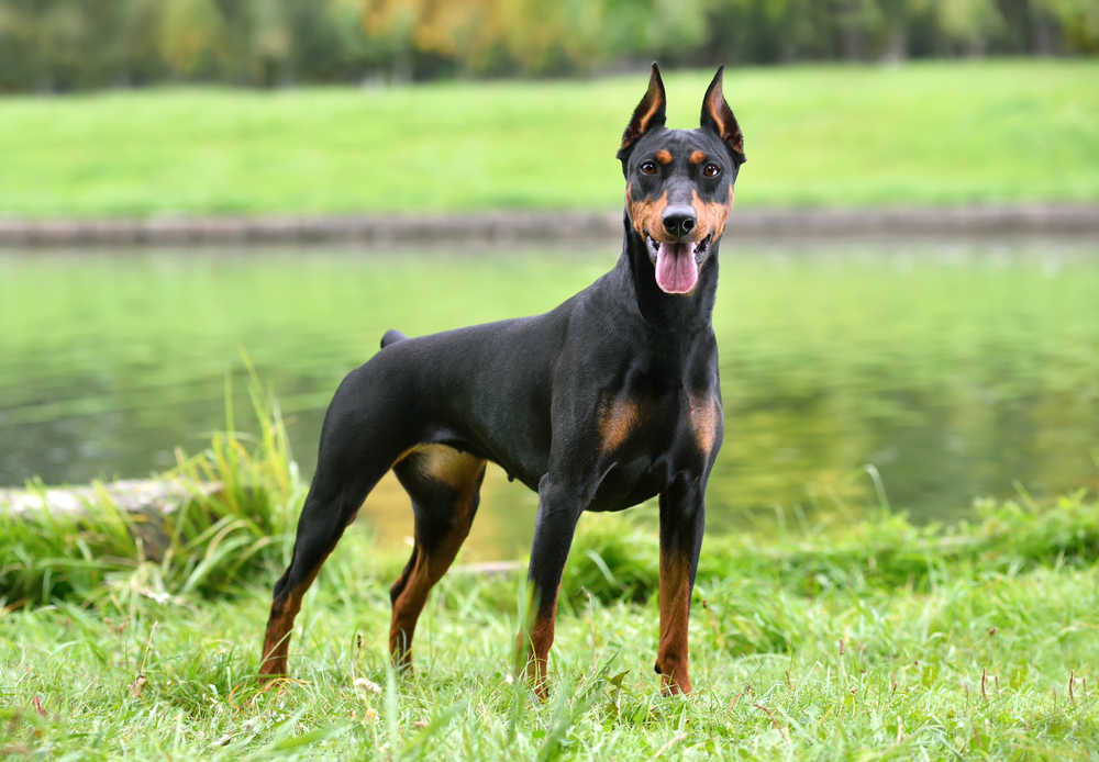 A sleek, proud looking Doberman Pinscher stands outside in front of a pond. 